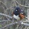 Spotted Towhee with red eyes and rufous feathers