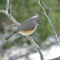 Tufted Titmouse checking out the feeder