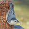 White-breasted nuthatch on “his” feeder