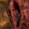 Man! My Pileated Woody buddy must have pecked this mansion out! What a spacious home…