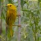 The Early Yellow Warbler gets the Inch Worms