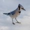 Blue Jay on ice