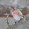 Common Redpoll in a Crabapple Tree