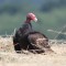 resting turkey vulture