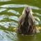 Duck feeding in pond
