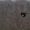 Flying Pileated at War Eagle!