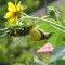 Goldfinch in sunflower