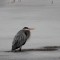 Great Blue Heron doing some ice fishing.
