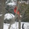 Cardinal hanging out in the Connecticut snow