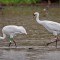 Whooping Cranes wading in a pond
