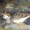 Dowitchers in Marsh