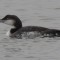 Common Loon with Winter Plumage