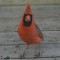 Handsome Male cardinal visitor at my window