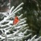 Male cardinal posing in the snow!