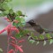 Hummingbird at Aloe