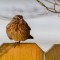 One-legged song sparrow