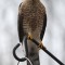 Sharp shinned hawk at the bird feeder.