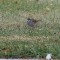 Zonotrichia albicollis, white-throated sparrow 11-10-13