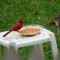 Lunchtime for a Northern Cardinal and Sparrow