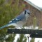 Blue Jay – Damaged Lower Bill