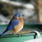 An Eastern Bluebird enjoying our new birdbath heater
