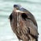 Heron…With Fishing Lure?