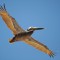 Brown Pelican Gliding through the air