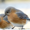 When times are tough, Bluebirds show up at the seed feeders
