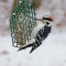 Hairy Woodpeckers during a snow