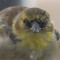 Eye Disease on Goldfinch