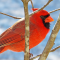 Northern Cardinal amid the branches