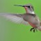 Ruby-Throated Hummingbird in flight