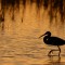 Tricolored Heron at sunset
