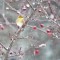 American Goldfinch in the first snowfall of the season.