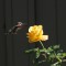 Anna’s Hummingbird on yellow rose
