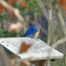 Bluebirds at seed feeders