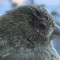 House finch with eye disease close-up