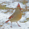 Winter Cardinal