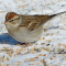 Chipping Sparrows in the winter