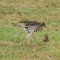 Cooper’s Hawk chases a Sparrow