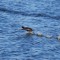 American Coot – Running Takeoff!