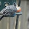 Confused Red-bellied Woodpecker