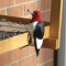 Red-headed woodpecker at feeder