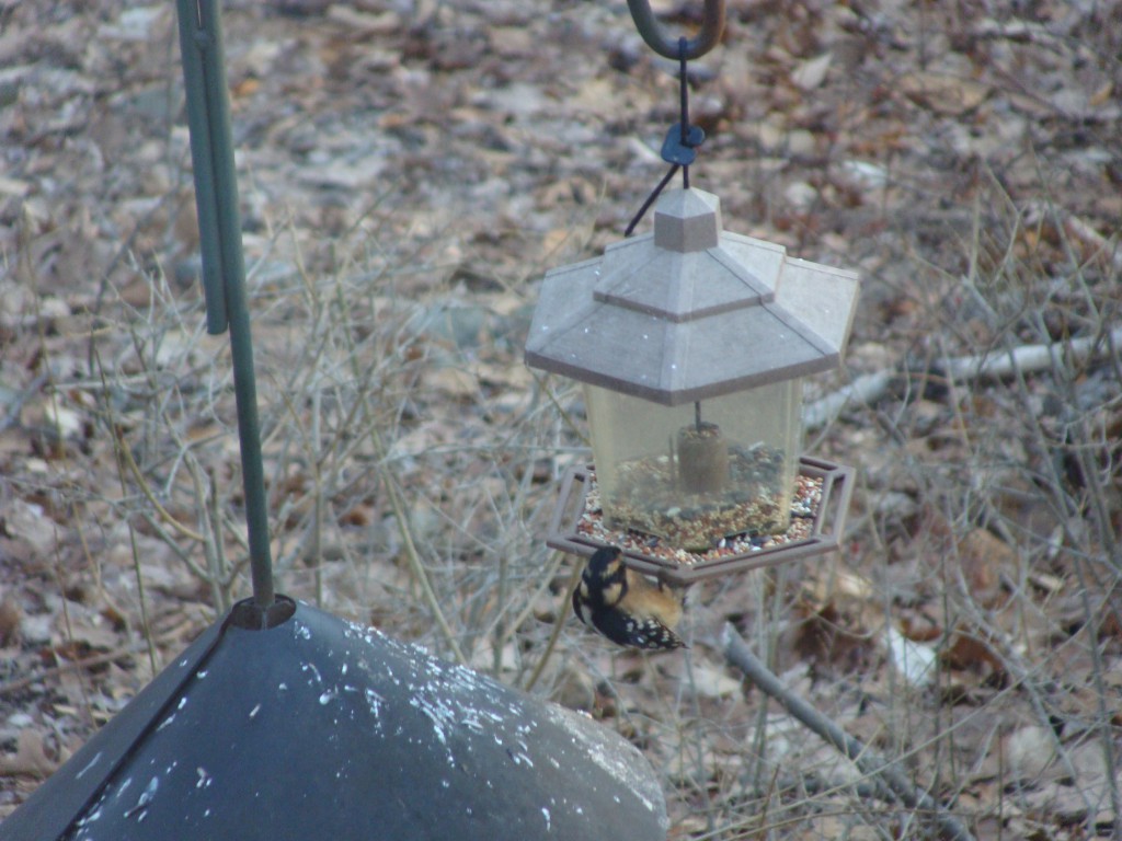 Brown Downy - FeederWatch