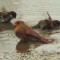 Bathing  Female Cardinal And Sparrows