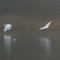 Great egret lagoon life