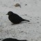 Rusty blackbird