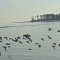 Sanderlings and Dunlins – Silver Sands State Park