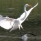 Egret landing.