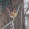 Female Cardinal – Tail’s Up in Wind